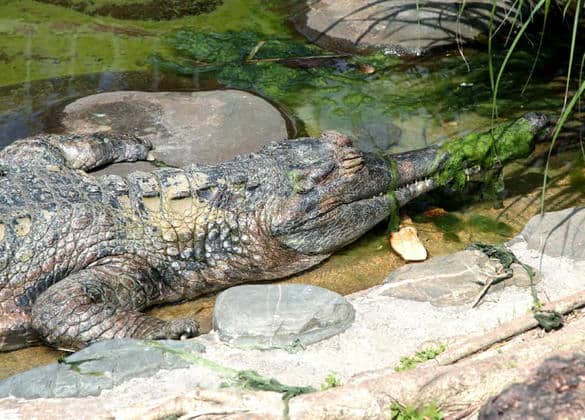 動物図鑑・マレーカビアル